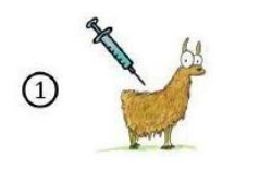 Llama detail.png